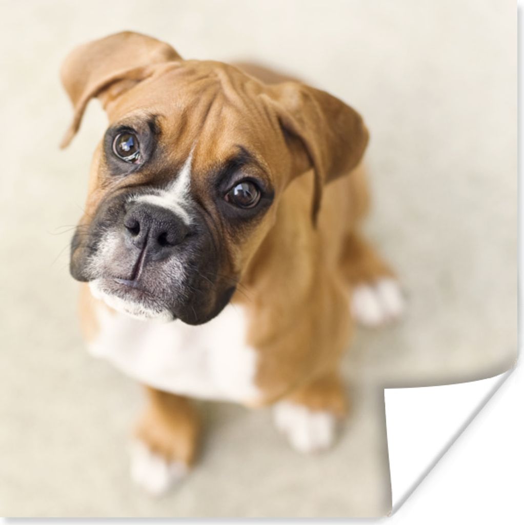 MuchoWow Poster Boxerwelpe blickt in die Kamera 75x75 cm - Wand Dekoration