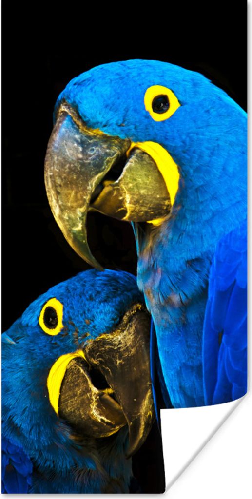 MuchoWow Poster Papagei - Vogel - Federn - Blau 40x80 cm - Dekoration