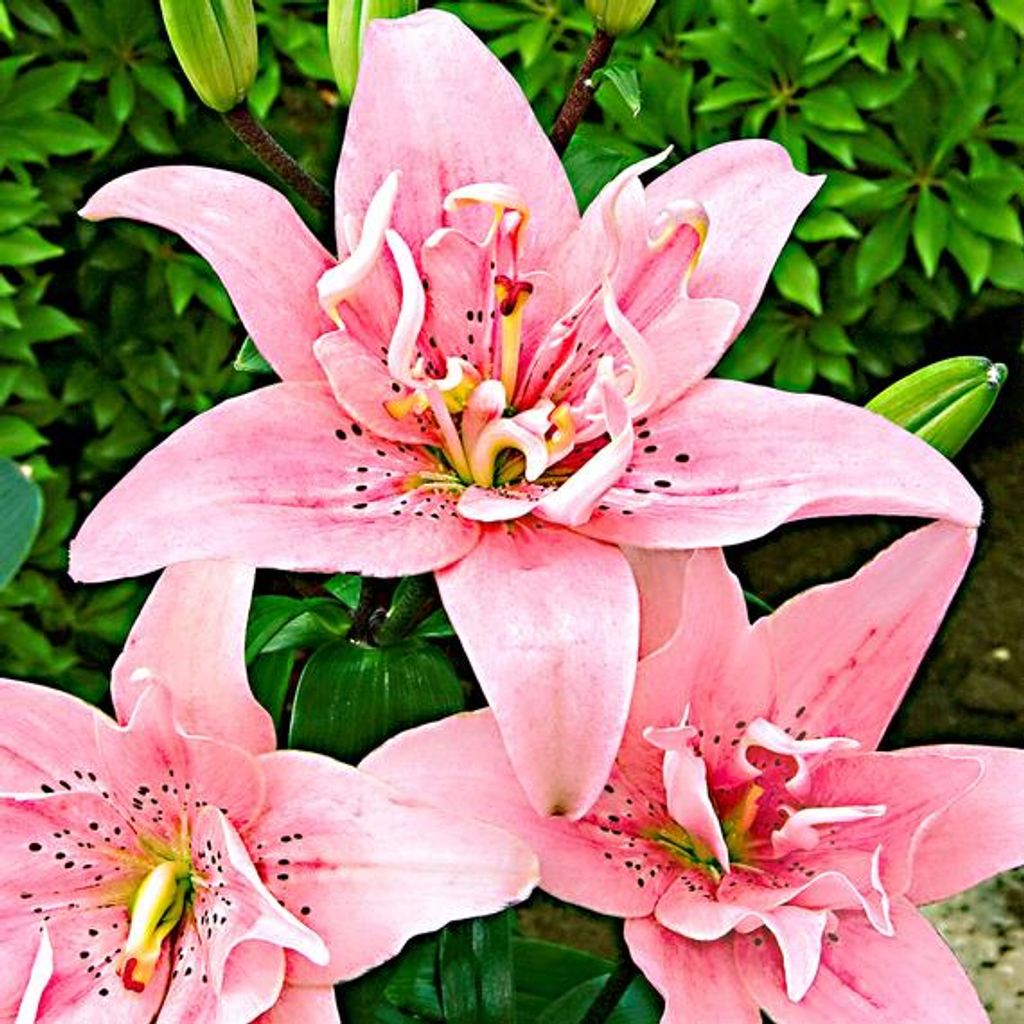 5 Blumenzwiebeln Baumlilien Lilie pink " Elodie " bis 140cm Produktbild 