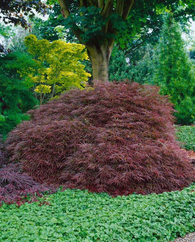 Acer palmatum 'Ornatum', Japanischer Ahorn, rotlaubig, 60–70 cm