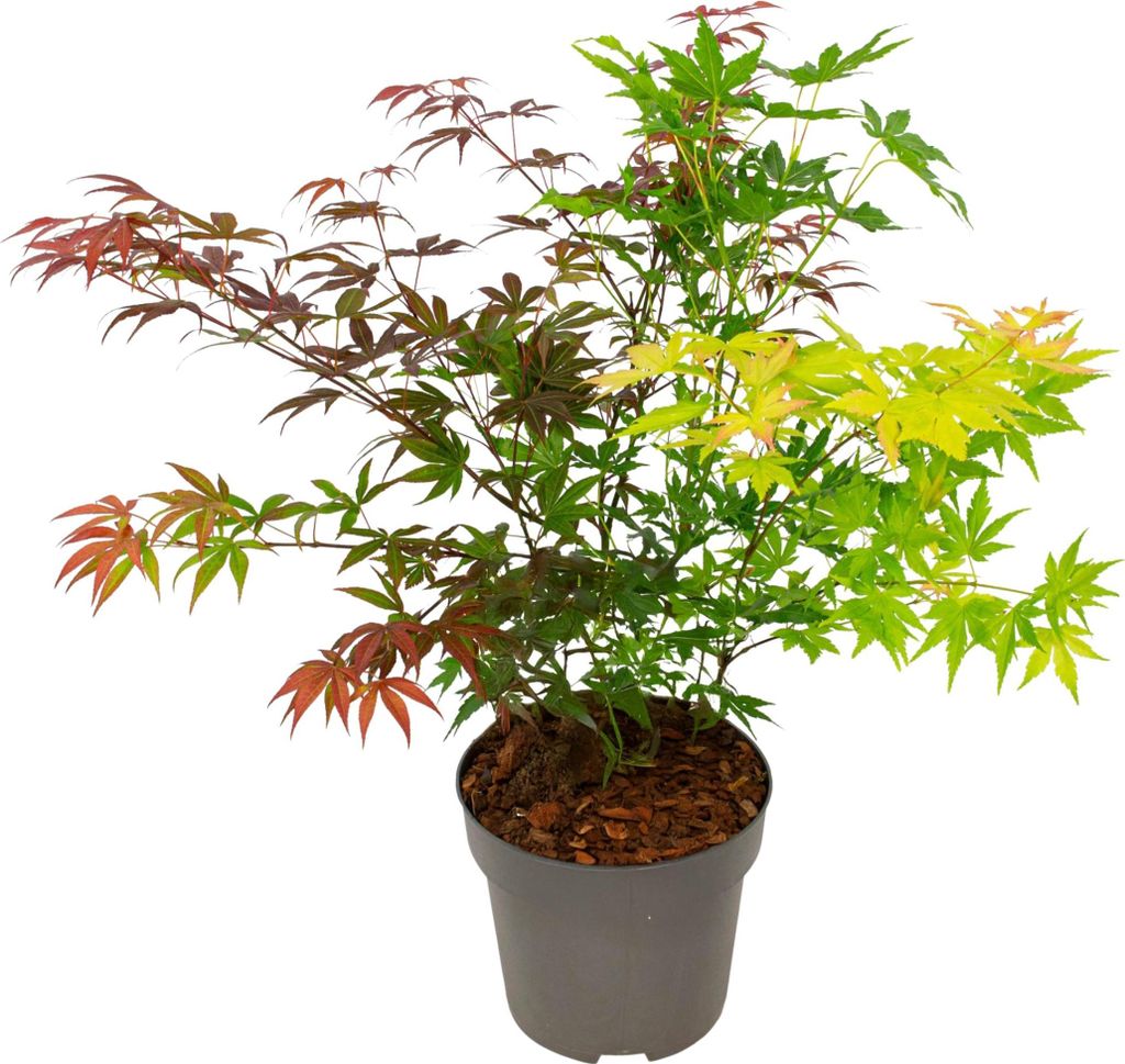 A potted Japanese Maple tree with leaves in various stages of color change, from red to green to yellow.