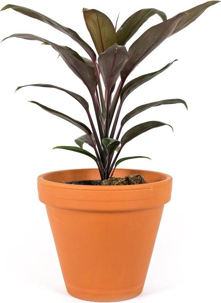 Gardners Cordyline fruticosa Mambo, průměr 12 cm Obrázek produktu 