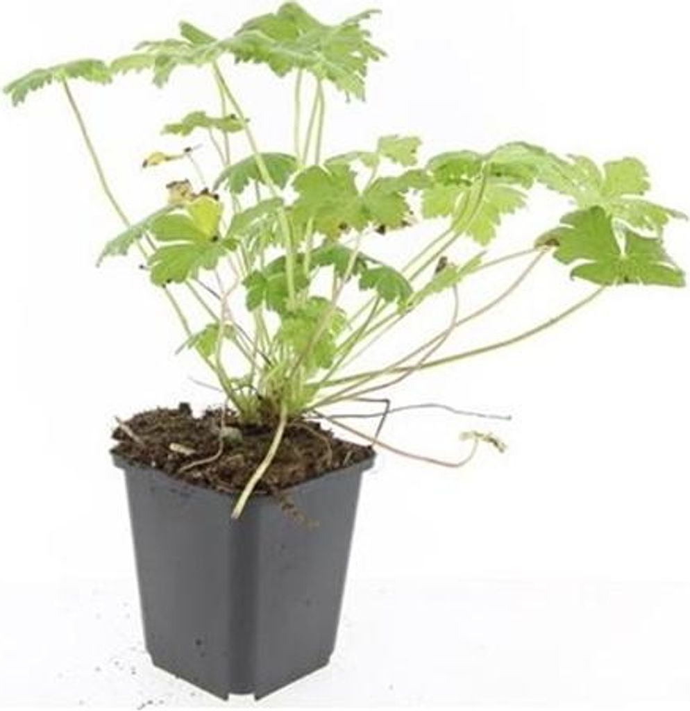 Tappeto erboso - Geranium macrorrhizum 'Czakor' - Vaso da 9 Immagine del prodotto 