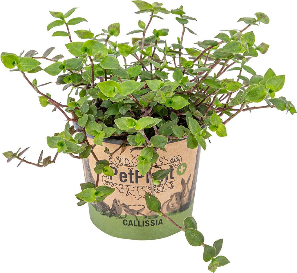 Bloomique - Callisia repens - Plante tortue - Comestible Image du produit 