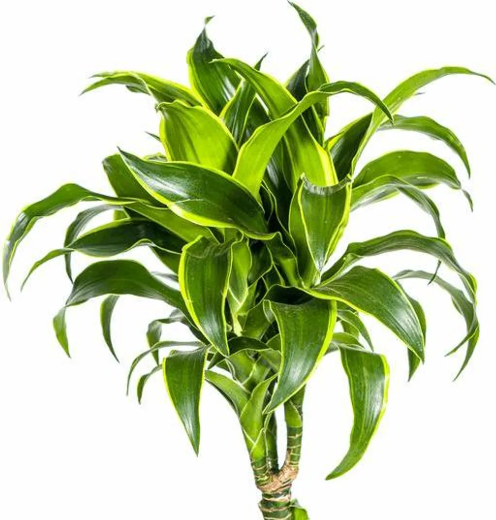 Dragonnier Dorado Plante d'Intérieur XL 140cm - Grand Dracaena Robuste