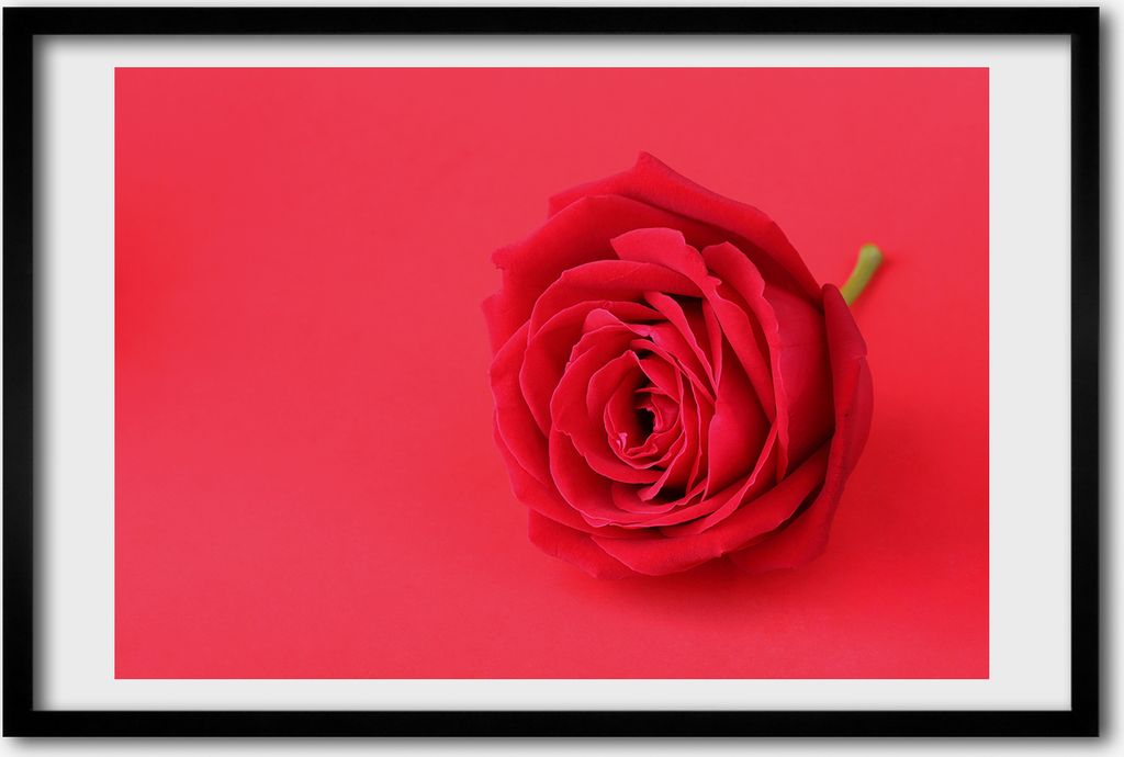 Bild 60x40 MDF-Rahmen, Wandkunst rote Rose