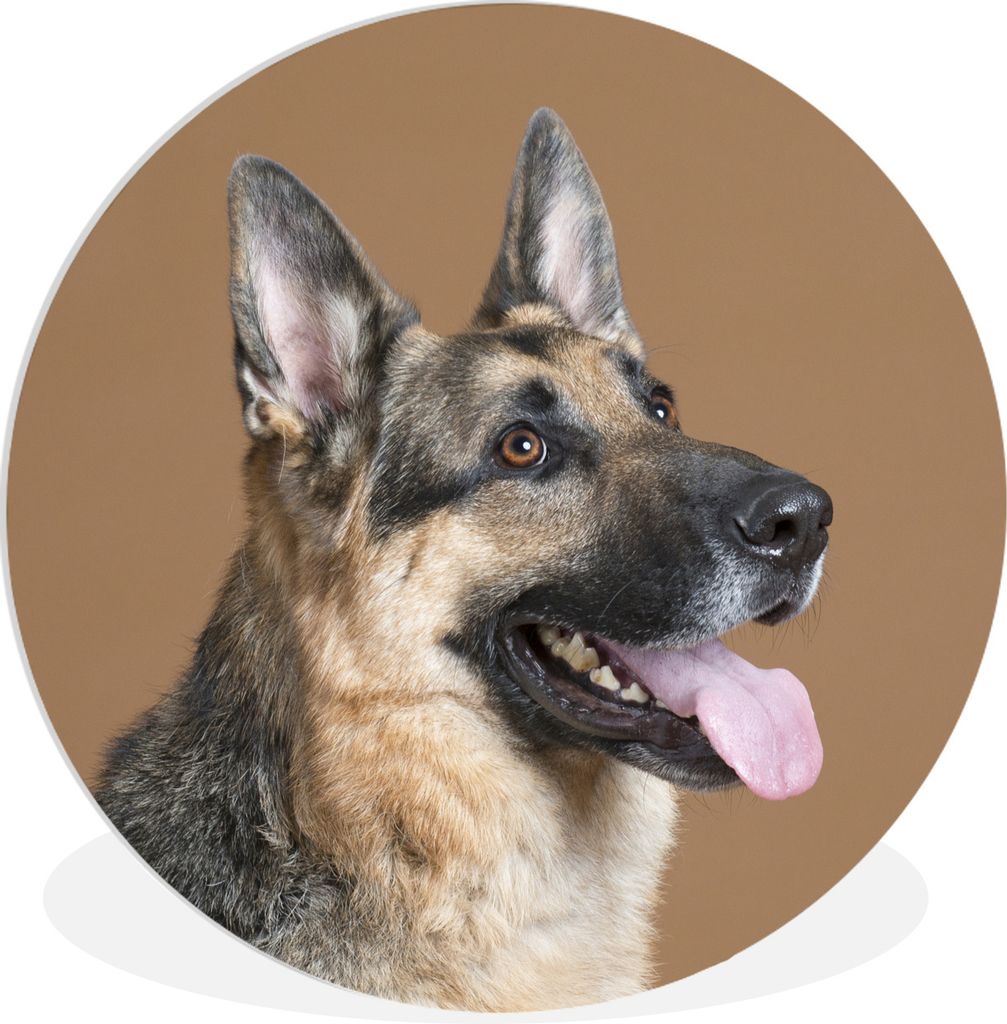 MuchoWow Rundes Wandbild - Runde Bilder Porträt eines Deutschen Schäferhundes Ø 30 cm Kreis Wanddekoration Kunststoff - Wandkreis - Wandschmuc...