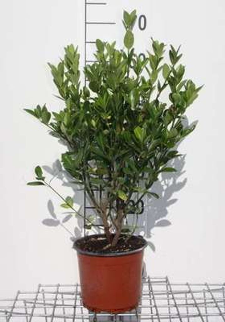 Euonymus japonicus - Korkflügelstrauch 40- 60 cm Container