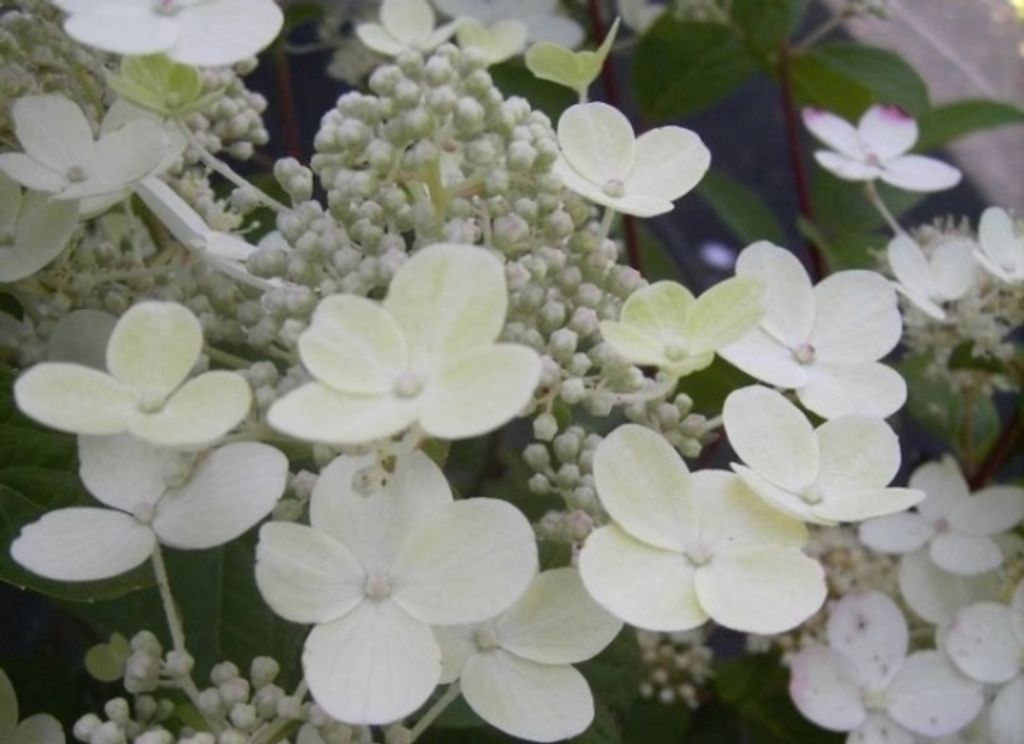 Rispenhortensie Early Sensation - Hydrangea paniculata Early Sensation