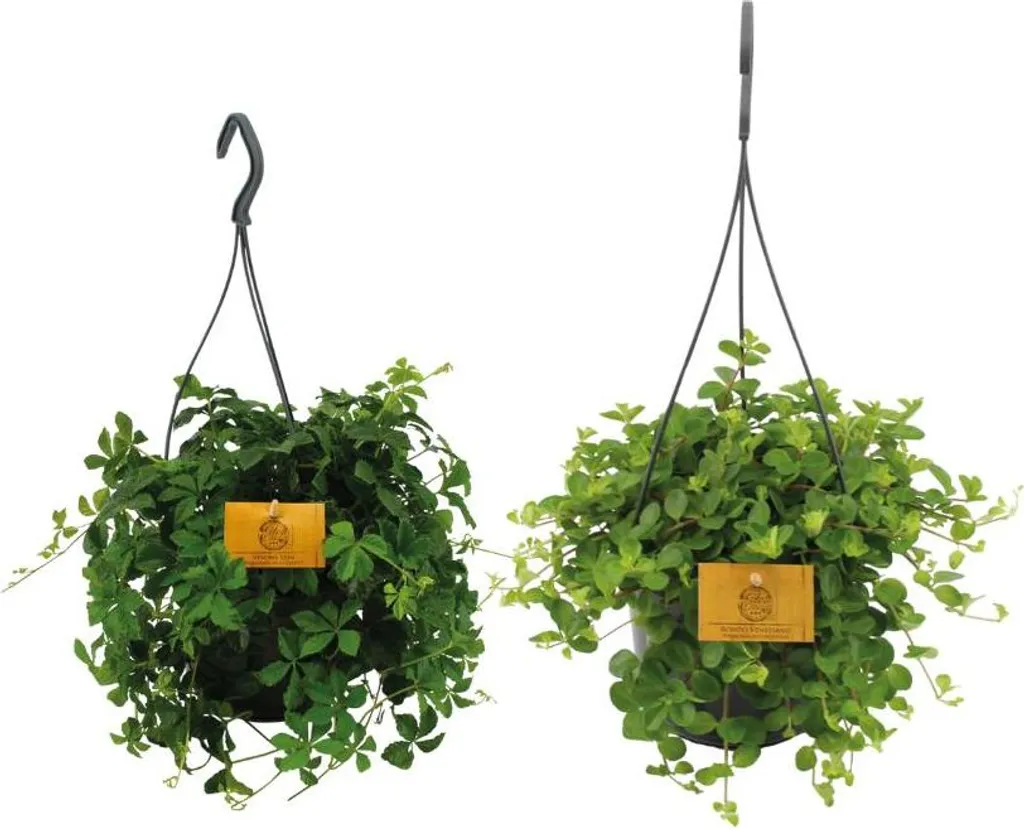 Duo de plantes luxuriantes et faciles - 2 suspensions vertes Ø15cm