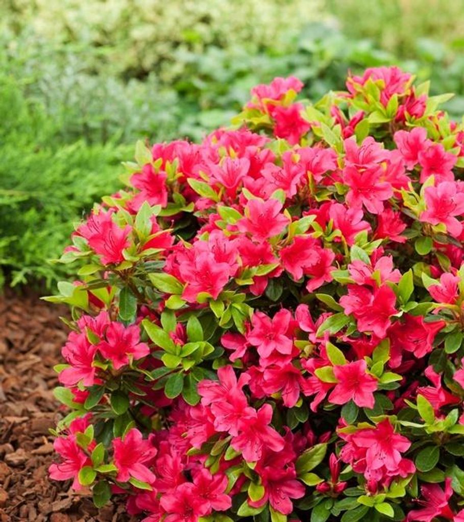 Azalia krzew ozdobny Rhododendron obtusum - Azalia japońska Zdjęcie produktu 