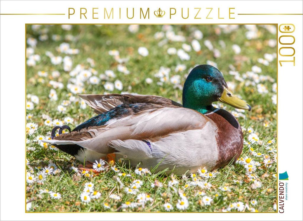 CALVENDO Puzzle Erpel auf einer Wiese | 1000 Teile Lege-Größe 64x48cm Foto-Puzzle für glückliche Stunden