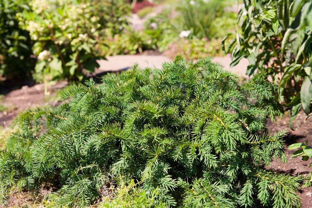 Taxus baccata 'Repandens', Flach-Eibe, immergrün, 25–30 cm