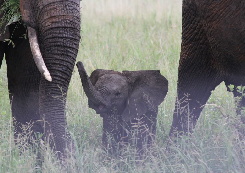 hansepuzzle 86832 - Elefanten Puzzle, 260 Teile, Tierwelt, 41,0 x 28,0cm mit hochwertiger Aufbewahrung, Kartonbox und wiederverschließbarem Beutel