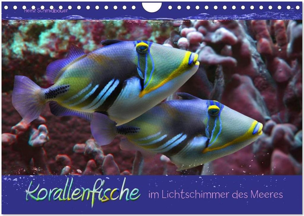 Korallenfische im Lichtschimmer des Meeres (Wandkalender 2026 DIN A4 quer), CALVENDO Monatskalender