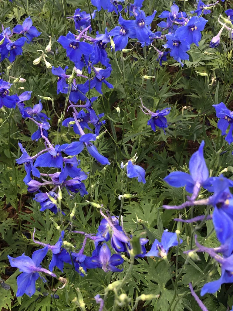 Delphinium Volkerfrieden bleu outremer - 6 fleurs vivaces de 9x9 cm