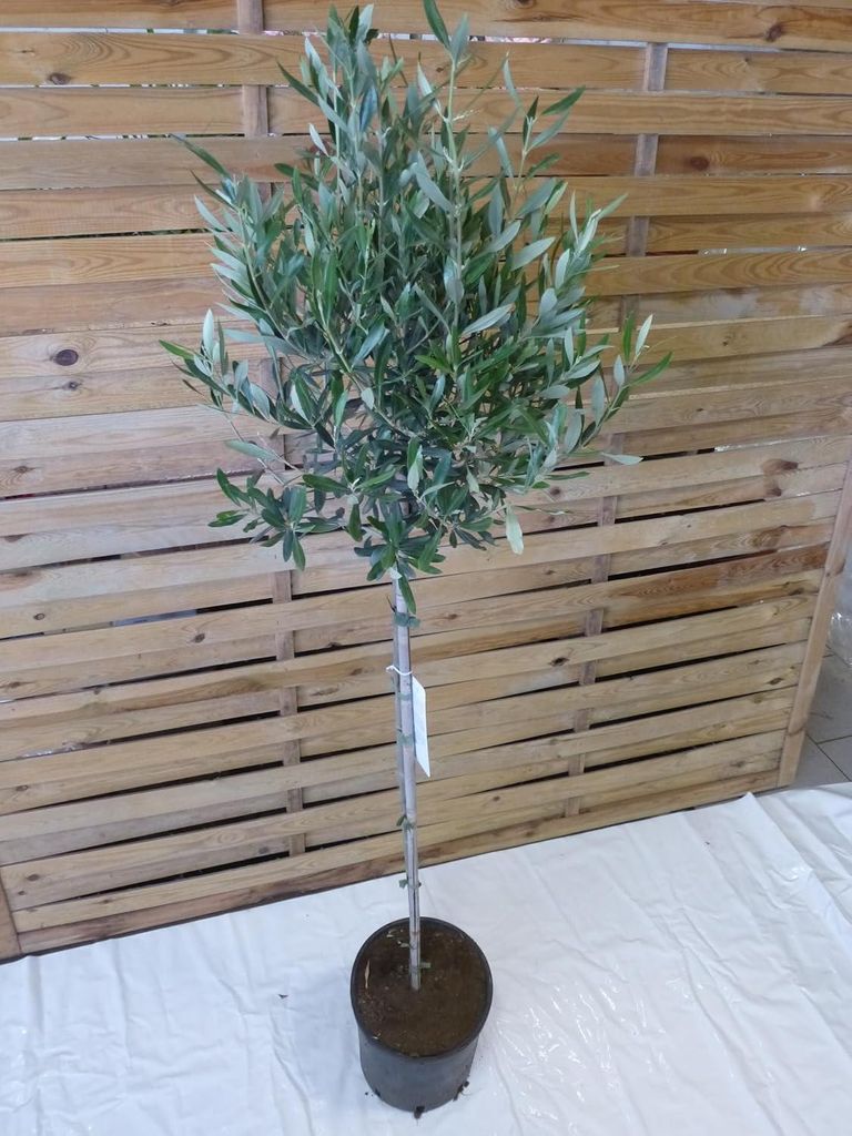 [Palmenlager] Olea europea - Olivenbaum - Hochstamm 170 cm Produktbild 