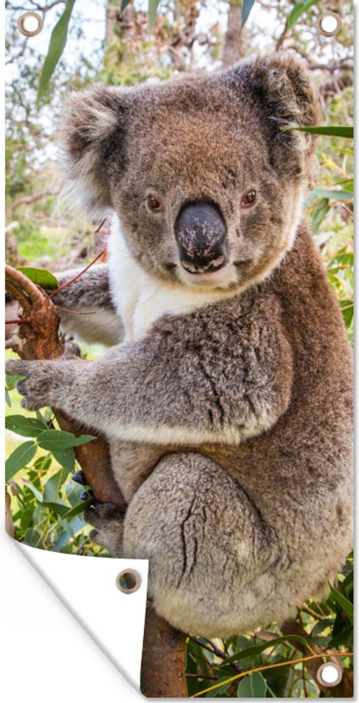 MuchoWow 30x60 cm Outdoor-Poster Gartendeko Sichtschutz Garten Poster für den Garten Koala - Blätter - Kinder - Jungen - Mädchen