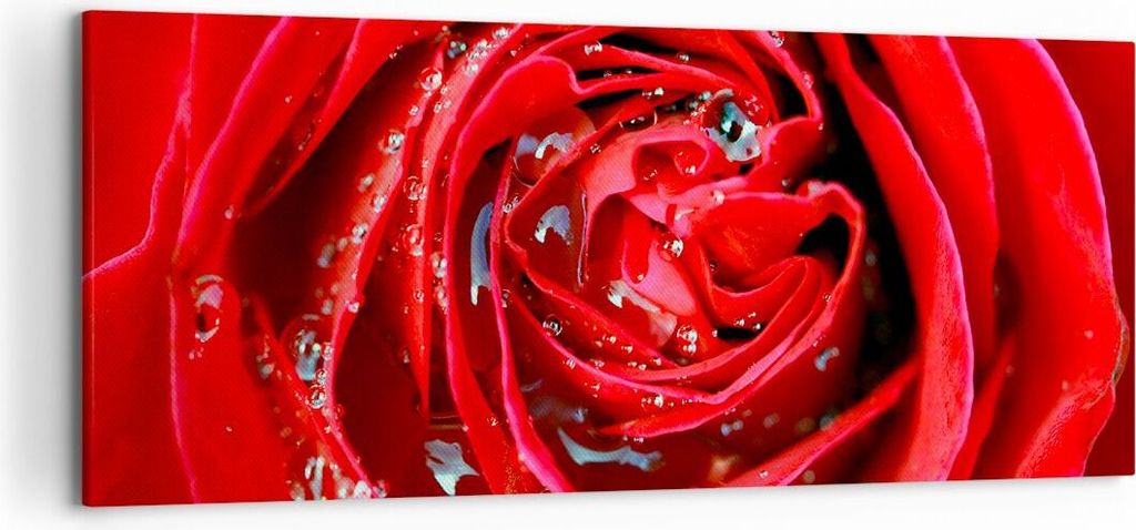 Bild auf Leinwand - Leinwandbild - Rose Blume Blütenblätter Tau - 120x50cm - Wand Bild - Wanddeko - Leinwanddruck - Bilder - Kunstdruck - Wanddek...