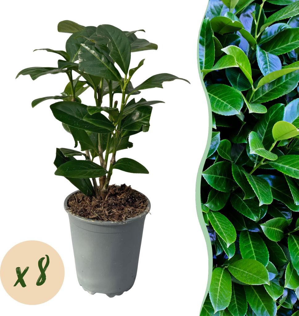 GreenboutiQ - Heckenpflanzen - Prunus laurocerasus Novita - Blatt grün - 8 Pflanzen - 1 laufender Meter - immergrün - Topf 9cm Höhe 30-35cm