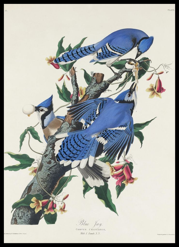 Plakat 50x70cm Blauhäher, J.J. Audubon, Vintage für das Wohnzimmer