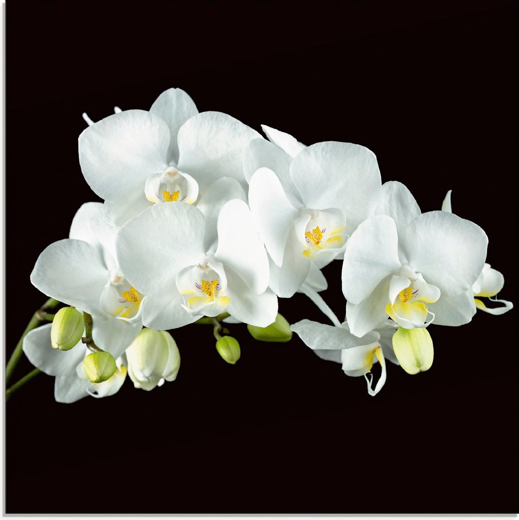 ARTland Glasbild Weiße Orchidee auf schwarzem Hintergrund Größe: 20x20 cm