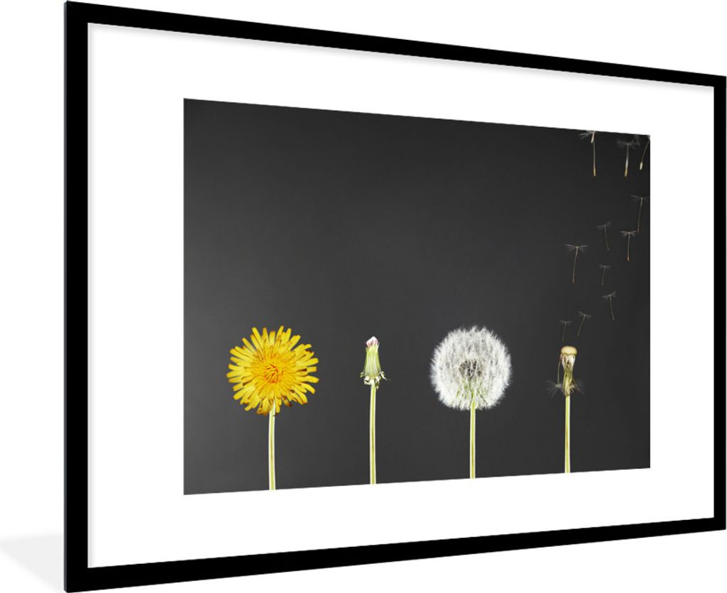 MuchoWow Gerahmtes Poster Löwenzahn - Wachstum - Schwarz 90x60 cm - Poster mit Schwarzem Bilderrahmen Wandposter Rahmen Foto Bilder - Wanddekora...
