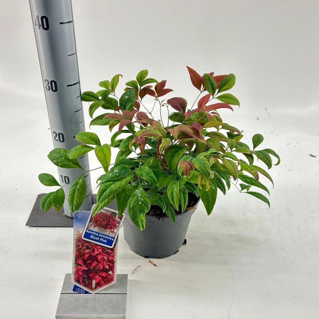 Nandina domestica Blush Pink ('Aka'PBR) - Himmelsbambus | 20-25 cm im Topf