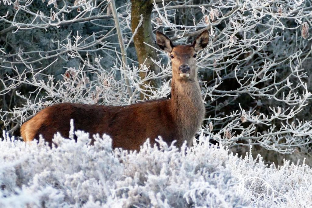 hansepuzzle 29472 - Reh im Schnee Puzzle, 2000 Teile, Tierwelt, 90,0 x 60,0cm mit hochwertiger Aufbewahrung, Kartonbox & Beutel