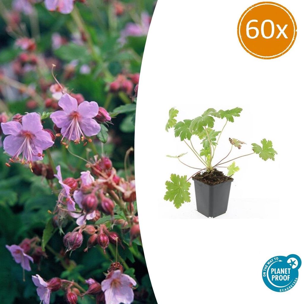 Bodendecker - Balkan-Storchschnabel - Geranium macrorrhizum 'Ingwersen's Variety' - 9cm Topf - Set mit 60 Pflanzen