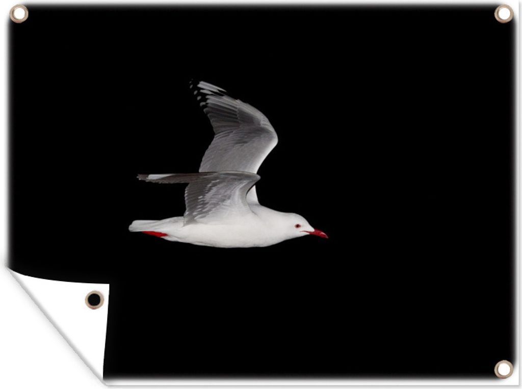 MuchoWow 80x60 cm Outdoor-Poster Gartendeko Sichtschutz Garten Poster für den Garten Weißkopfmöwe fliegt in der Nacht