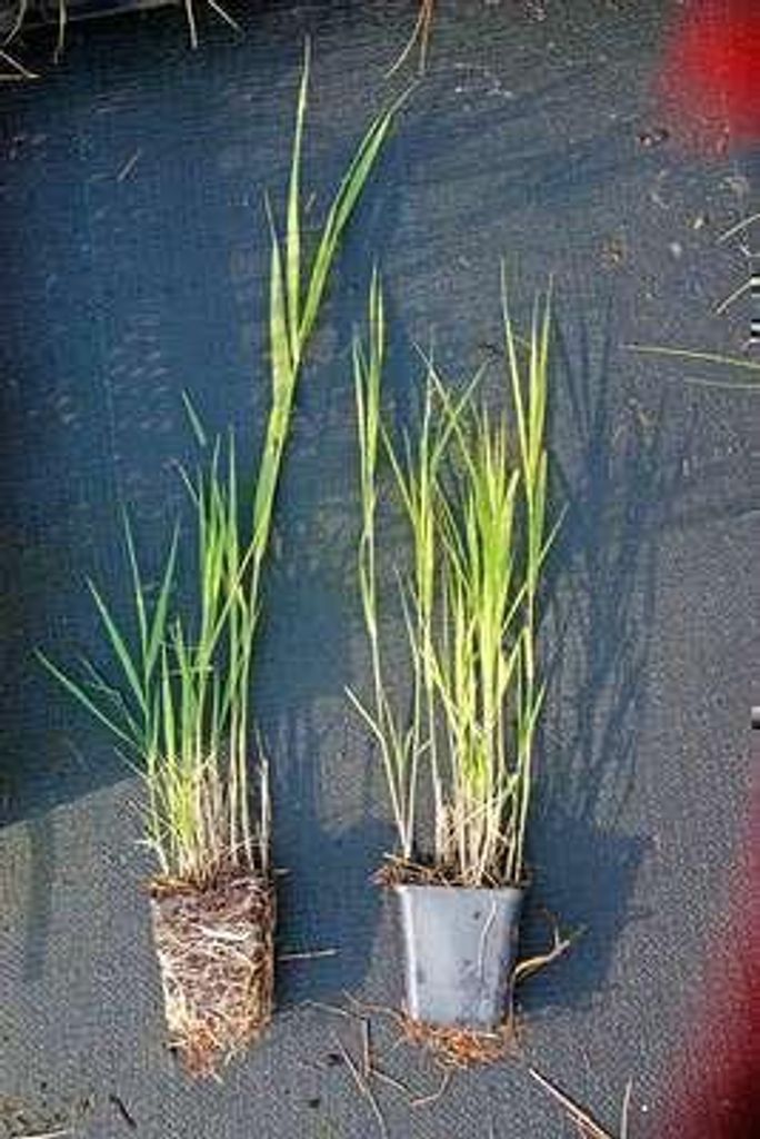 6 x Phragmites australis - Cannaiola - vaso 9 x 9 cm Immagine del prodotto 