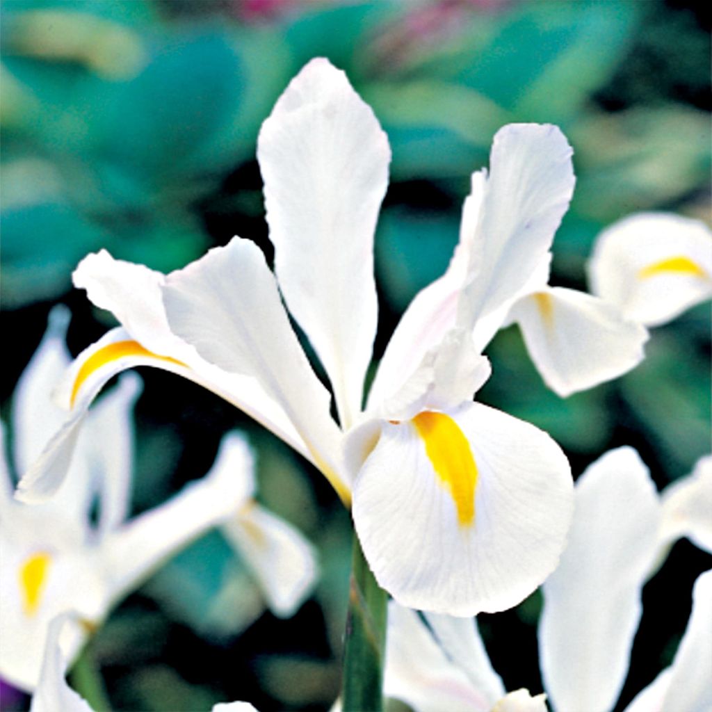 Iris kosatec holandský White Exelsior 10 ks cibule kosatce Obrázek produktu 