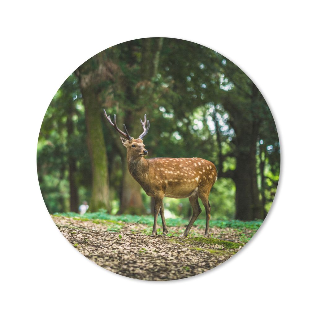 MuchoWow Mauspad Mousepad Rotwild - Wald - Tier 20x20 cm - Mousepads - Maus Mat - Pad - Mausunterlage - Schreibtischmatte