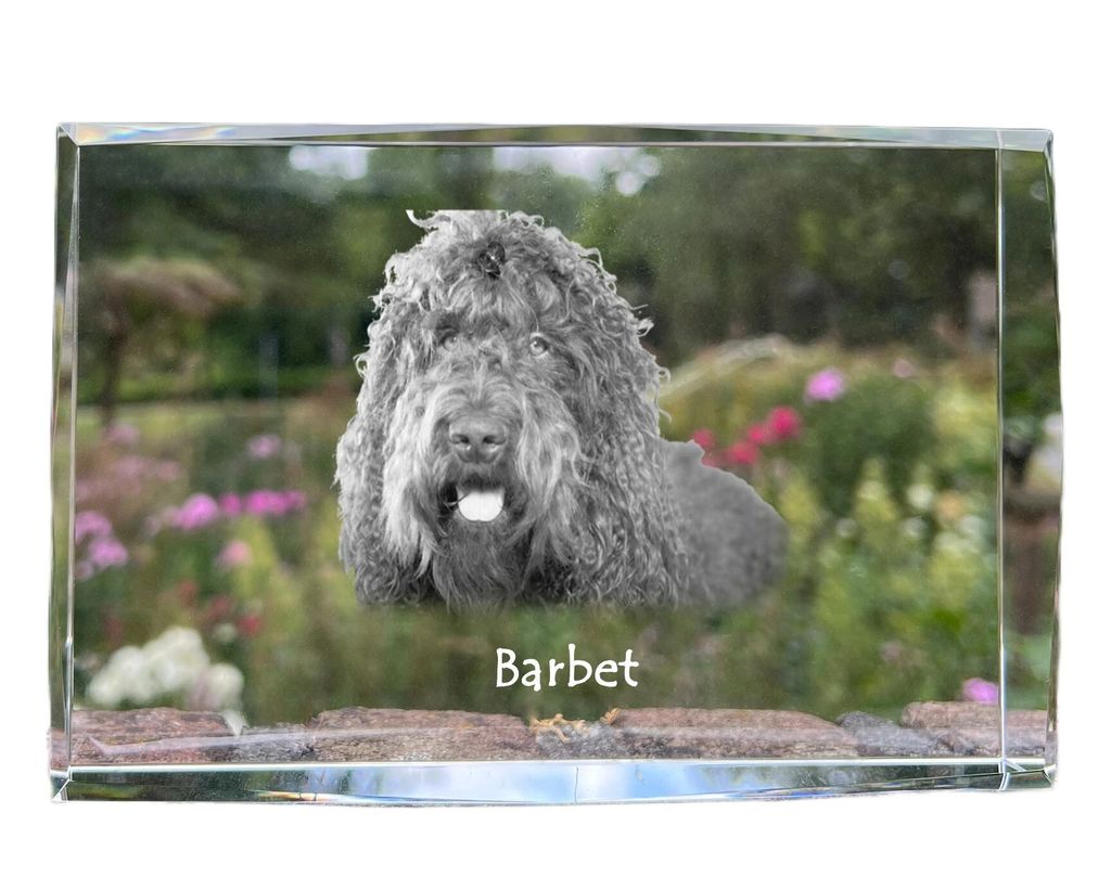 Barbet, Französischer Wasserhund - Kristall mit einem Hundebild, Bild im Glas, moderne Ausstellung des Art-Dog-Bildes.