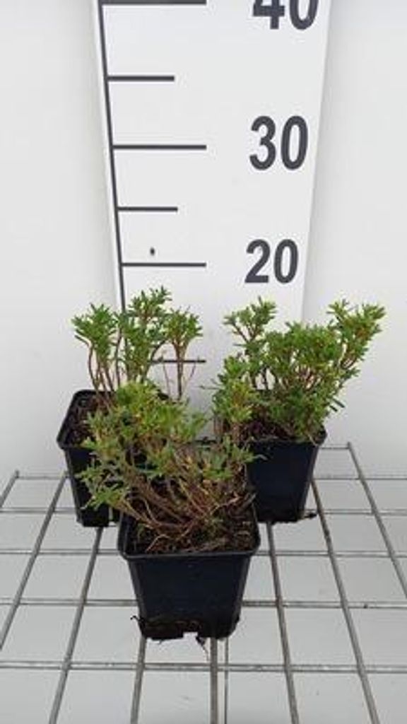 6 x Iberis semp. 'Nevina' - Schleifenblume - Topf 9 x 9 cm