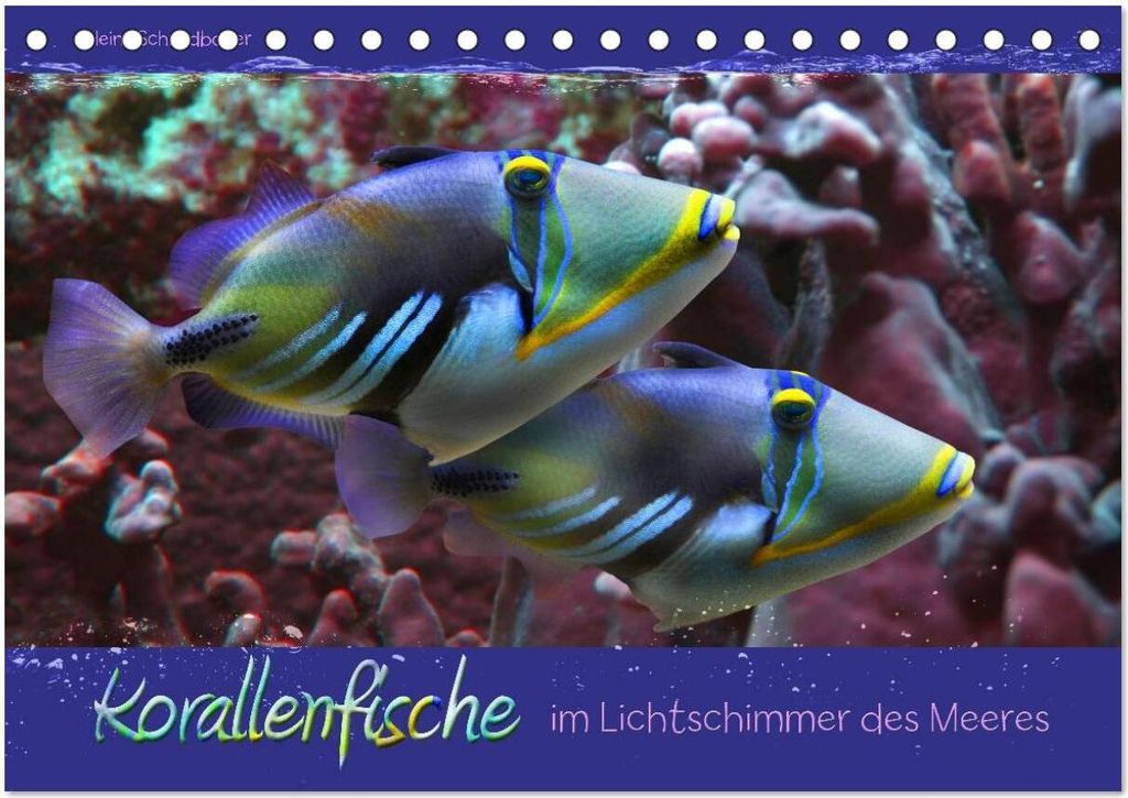 Korallenfische im Lichtschimmer des Meeres (Tischkalender 2026 DIN A5 quer), CALVENDO Monatskalender