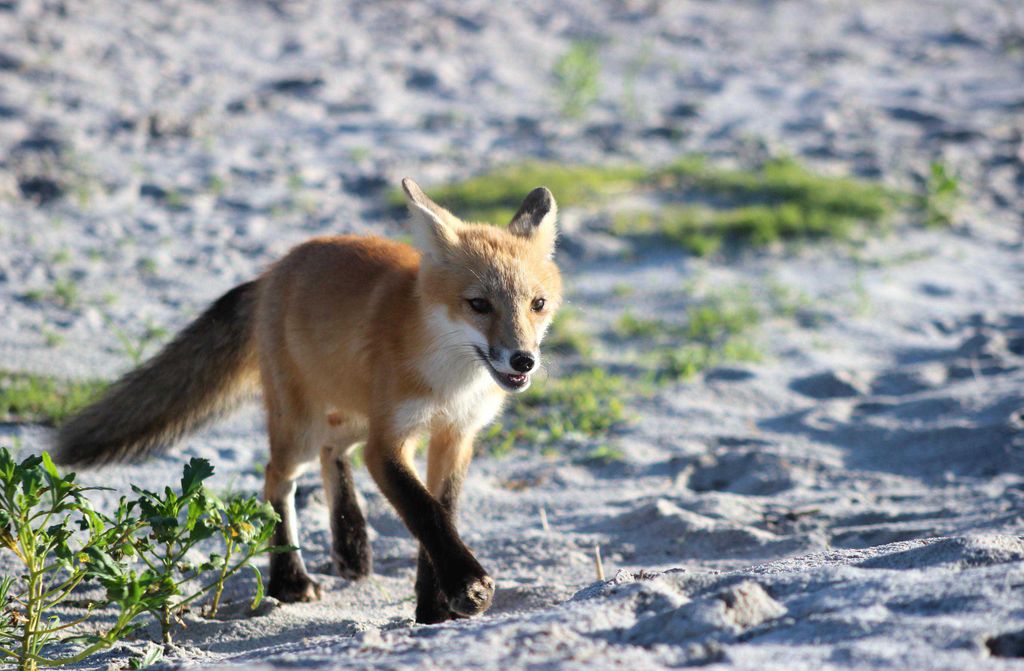 hansepuzzle 15515 - Fuchs Puzzle, 500 Teile, Tierwelt, 46,0 x 30,0cm mit hochwertiger Aufbewahrung, Kartonbox und wiederverschließbarem Beutel