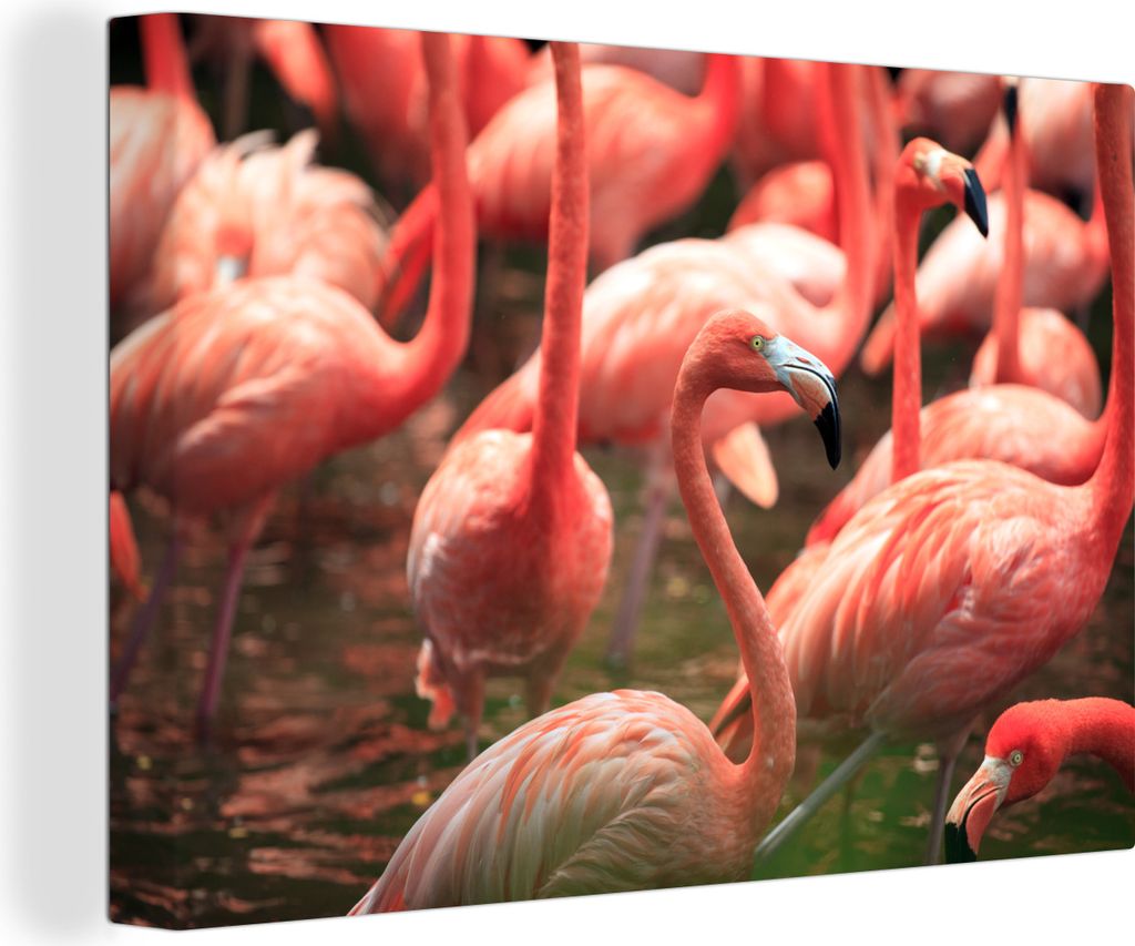 OneMillionCanvasses - Leinwandbilder - 150x100 cm, Gruppe von Flamingos im Wasser aus der Nähe, Wandbilder Kunstdruck Wanddekoration