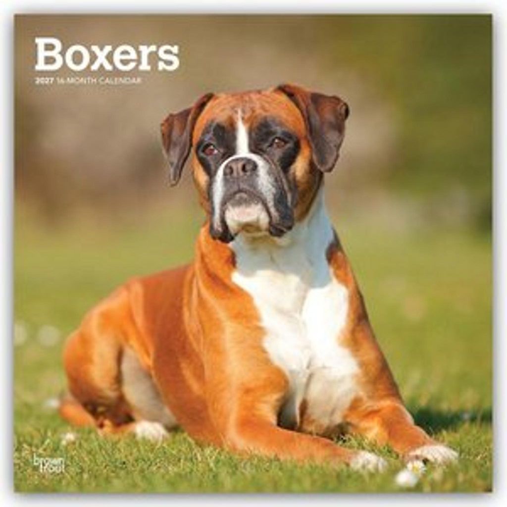 Boxers - Kalender 2027 - 16-pagina kalender Productafbeelding 