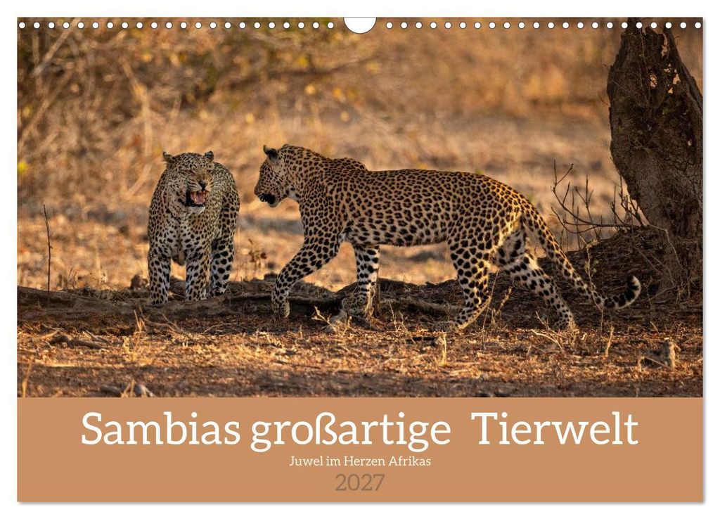Sambias großartige Tierwelt (Wandkalender 2027 DIN A3 quer), CALVENDO Monatskalender