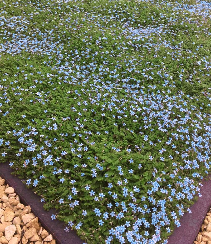 BALDUR Garten 3x Winterharte Bodendecker-Pflanze Isotoma Produktbild 