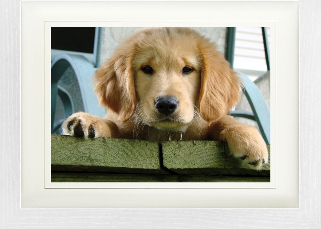 Hunde Gerahmtes Bild Mit Edlem Passepartout | Wand-Bilder | Im Bilderrahmen - Süßer Golden Retriever Welpe (30 x 40 cm)