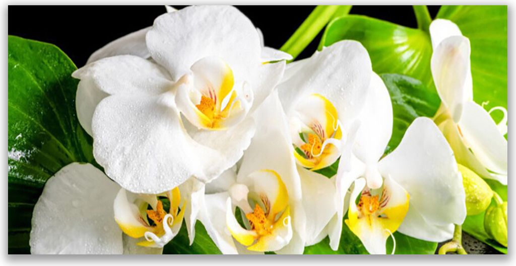 Küchenrückwand aus Glas 140x70cm Spritzschutz Blumen Blätter Pflanzen