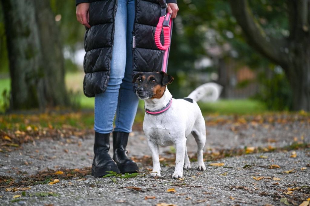 Light & Reflex Leuchthalsband pink, M/L