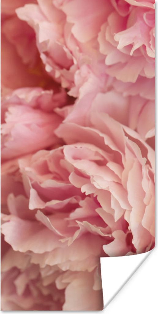 MuchoWow Poster Draufsicht auf einen Strauß rosa Pfingstrosen 60x120 cm - Wandschmuck
