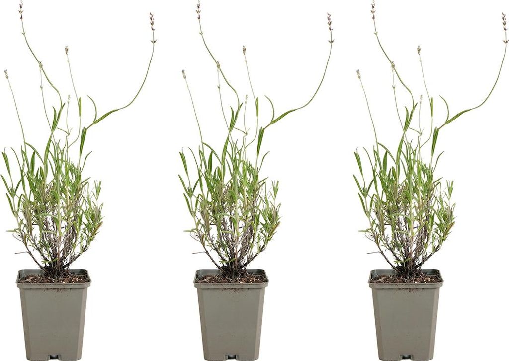 3x Lavandula ang. Dwarf Blue P9 H20