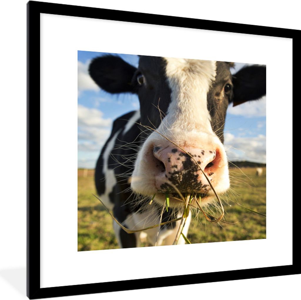 MuchoWow® Gerahmtes Poster Kuh - Licht - Gras 40x40 cm - Produktbild 