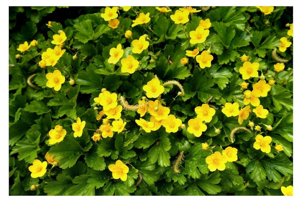 10 x Waldsteinia ternata (Staude/Bodendecker/Immergrün/Mehrjährig) Teppich-Golderdbeere - Robuster Bodendecker mit leuchtendem Akzent