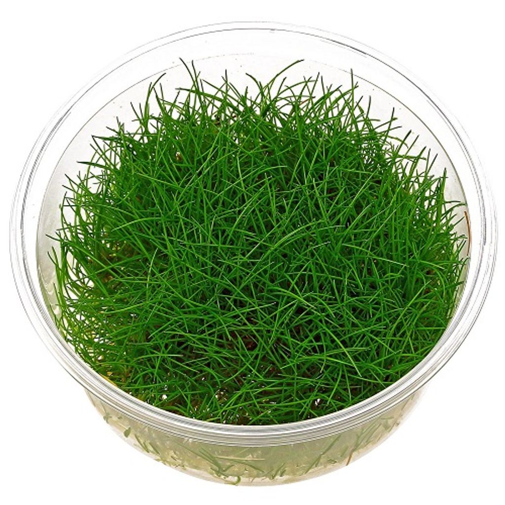 Eleocharis pusilla in vitro Zwergnadelsimse